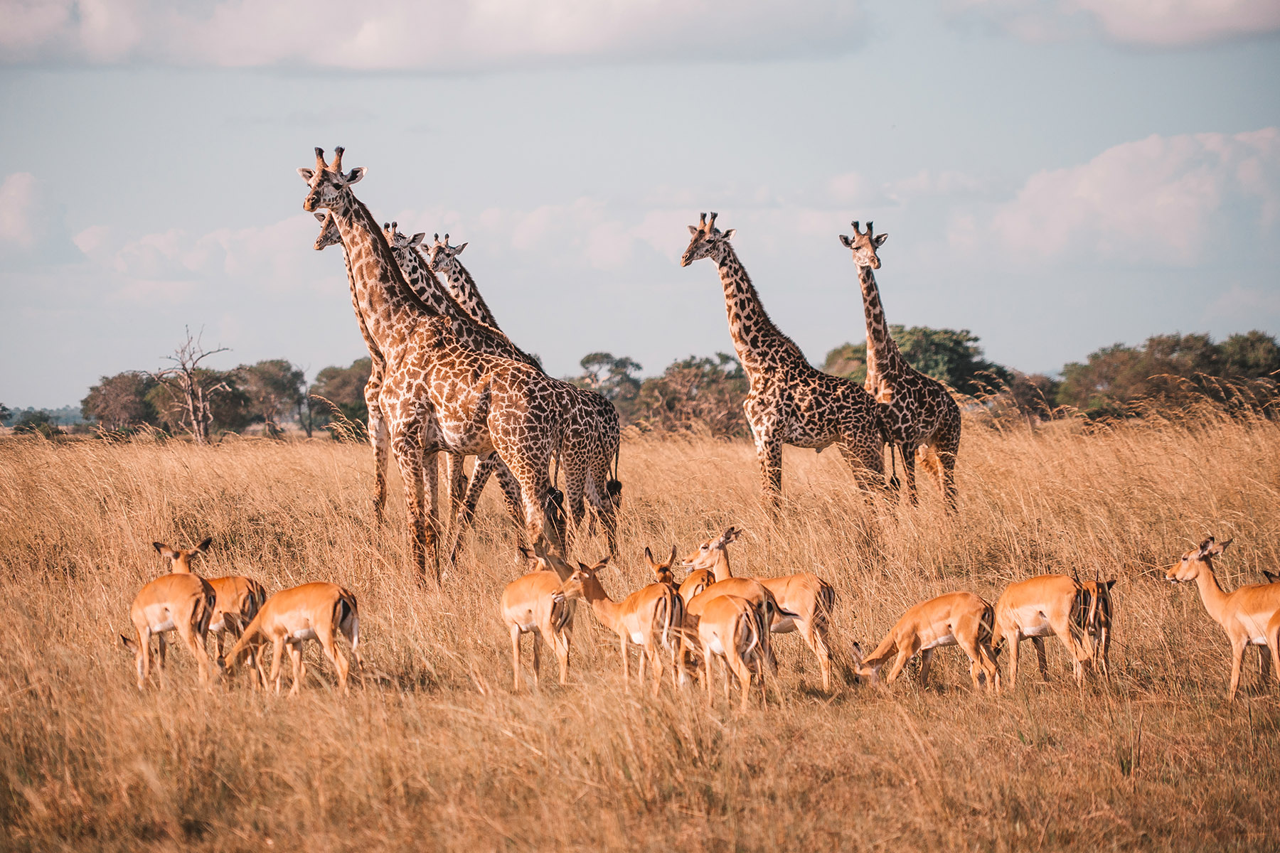 Safari in Mikumi National Park, Tanzania