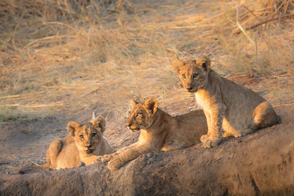 Lion cubs in morning light. Ruaha National Park, Tanzania - 20/SEP/2016