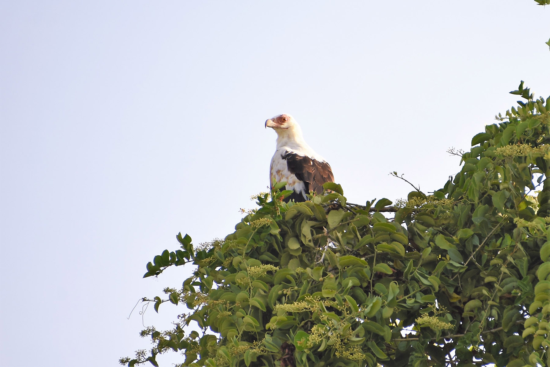 Fish eagle at the top of a green tree in front of the light blue sky in Saadani National Park in Tanzania, East Africa.