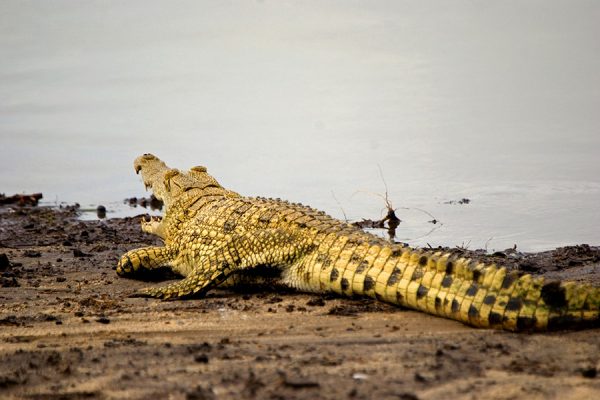 Nile crocodile, Selous National Park, Tanzania
